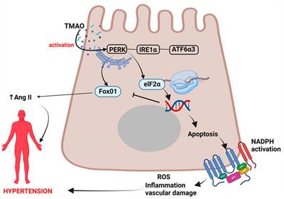 Gut microbiota dependant trimethylamine N-oxide and hypertension